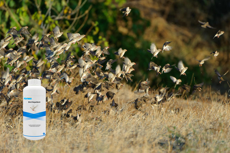 Quelea birds: How farmers try to protect their cereal crops from damaging by Quelea quelea in Africa?