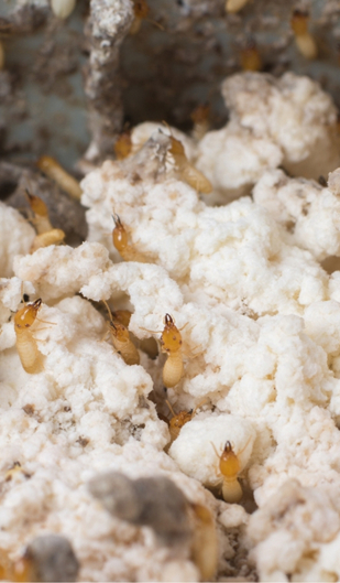 Pestman Termite Bait: Get Rid of Termites