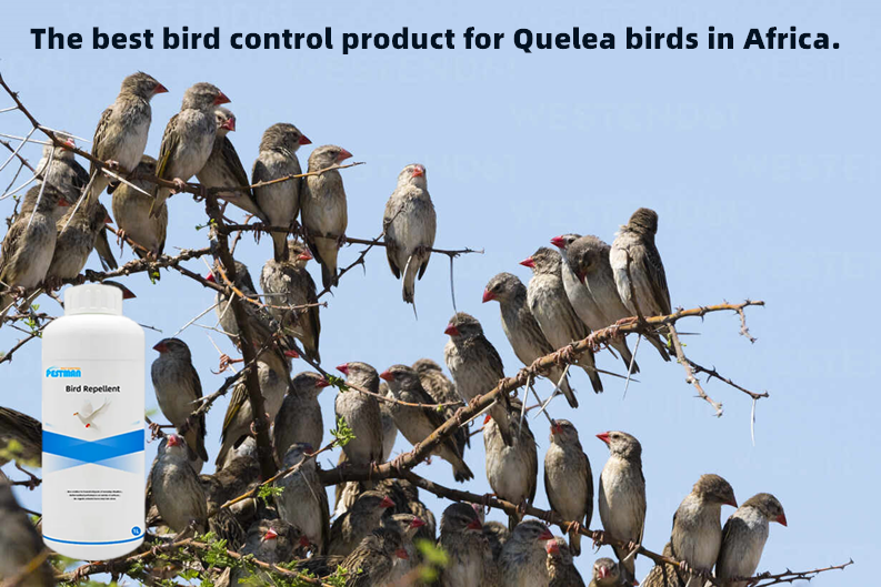 What is the alternative to fenthion to solve the quelea bird problem？