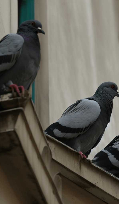 PEST BIRDS ARE BIG PROBLEMS FOR STEEL STRUCTURE BUILDINGS