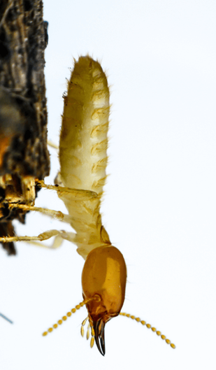All you want to know about Coptotermes Termites