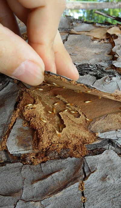 How to Effectively Control Tree Termites: Strategies and Tools