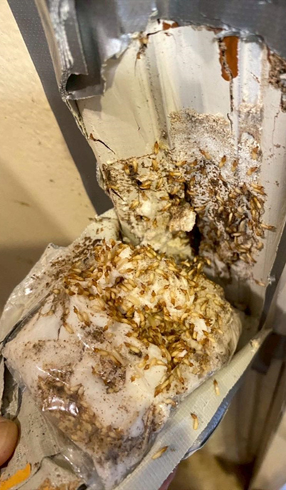 The Silent Alarm in Mont Kiara, Kuala Lumpur: How Pestman Termite Bait Stopped a Hidden Threat Before It Spread