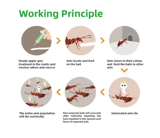 Pestman Ant Gel Bait (10g)- Global Delivery to Your Door – Supply for Wholesalers, Online Sellers, Distributors and Retailers