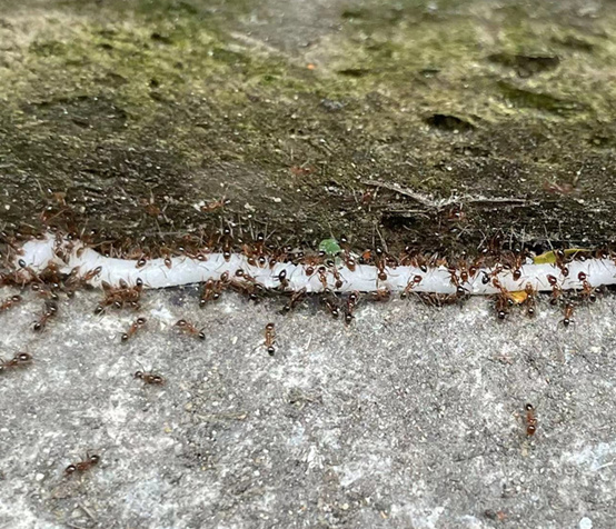 Pestman Ant Gel Bait (10g)- Global Delivery to Your Door – Supply for Wholesalers, Online Sellers, Distributors and Retailers