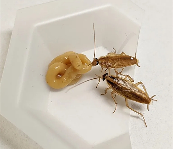 Pestman Cockroach Gel Bait (10g)- Global Delivery to Your Door – Supply for Wholesalers, Online Sellers, Distributors and Retailers