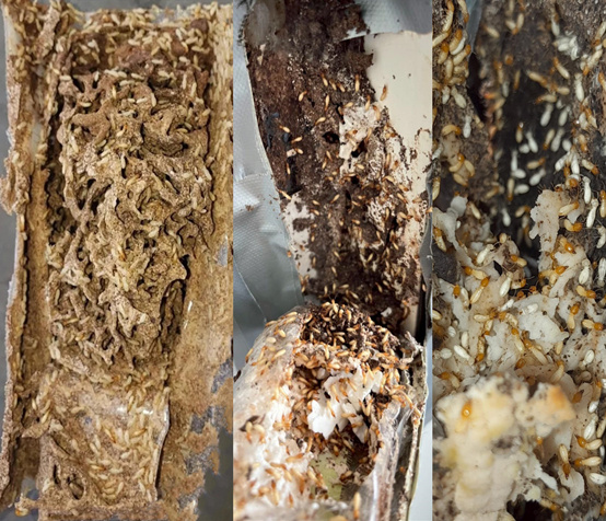 Pestman Hexaflumuron Termite Bait – Global Delivery to Your Door – Supply for Pest Control Companies, Wholesalers, Online Sellers, and Retailers.